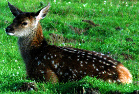 Red Deer calf