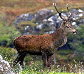 Stag at Kilbrennan Isle of Mull